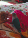 Love bird baby